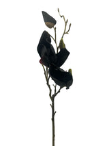 Black Baccara Rose