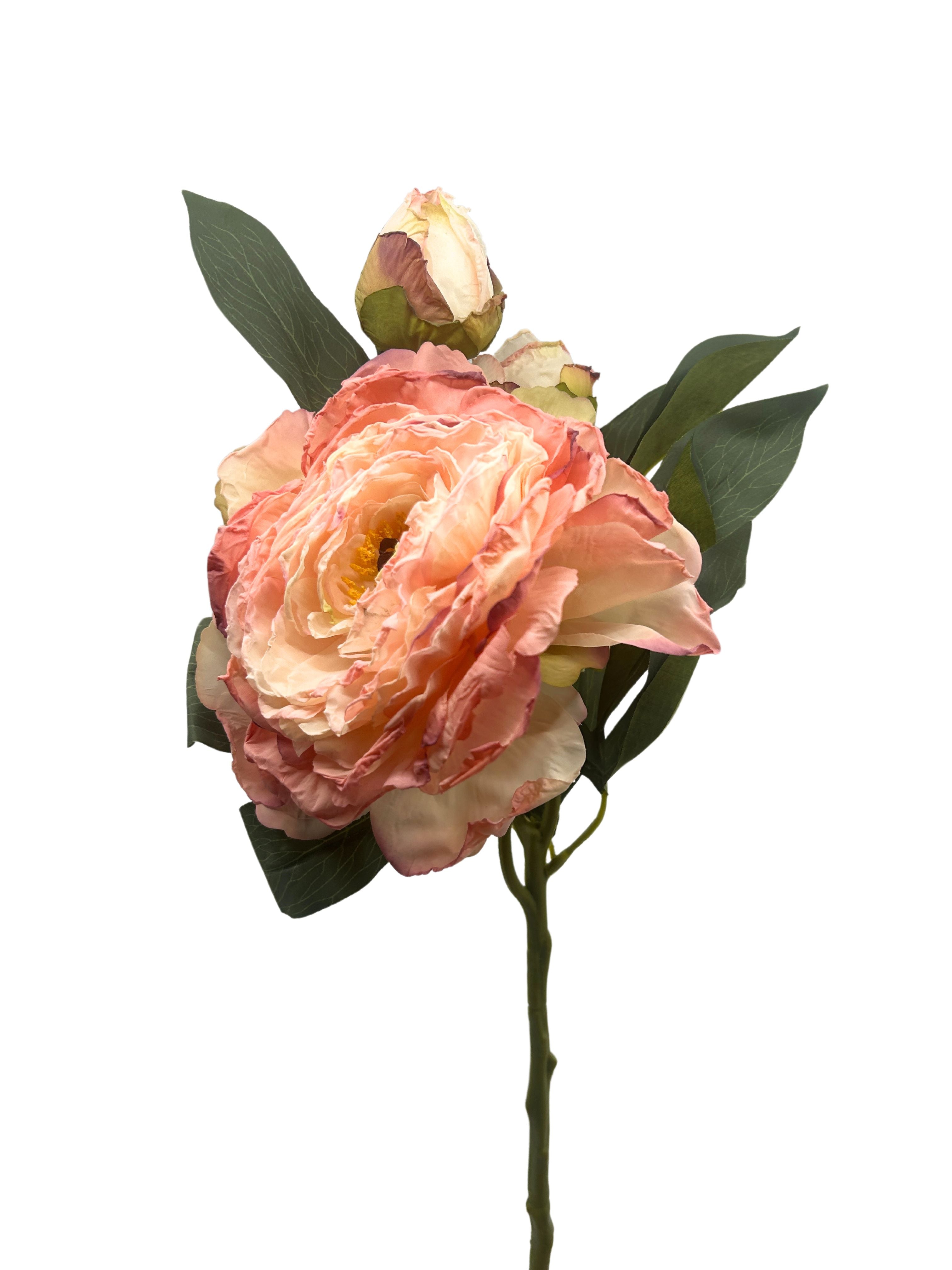 Pink Rose