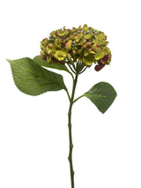 Green Hydrangea