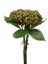 Green Hydrangea