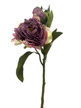 Lilac Rose