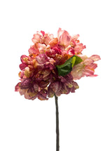 Pink Hydrangea