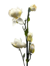 Tall White Magnolia