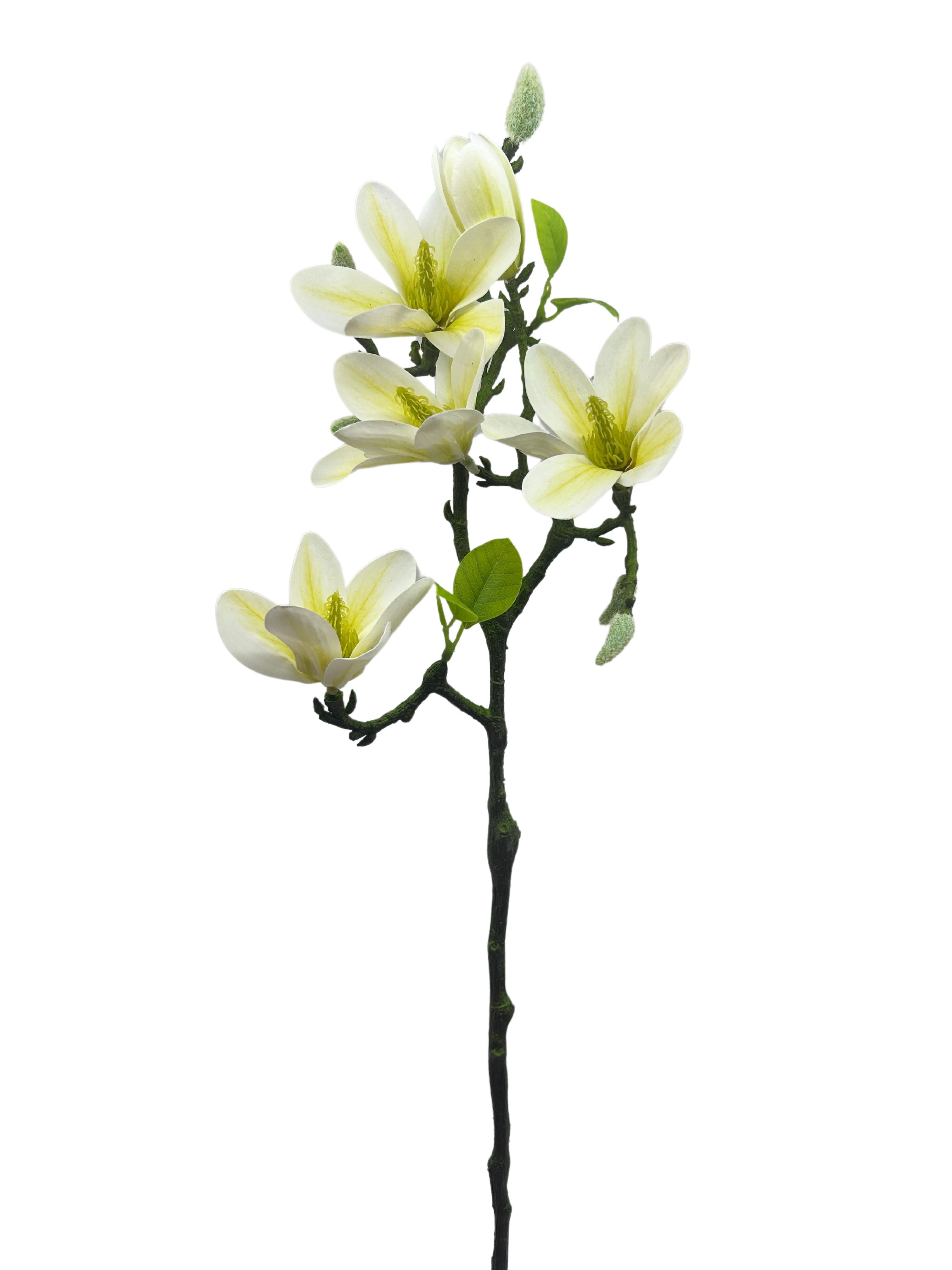 White Orchid