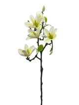 White Orchid